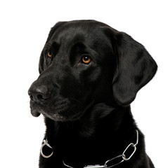 close-up of a black Labrador