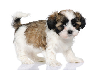 Naklejka na ściany i meble puppy mieszanych rasy psów między Shih Tzu i maltański pies (7 tygodni)
