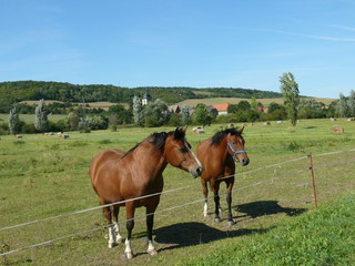 Pferdekoppel bei Freyburg