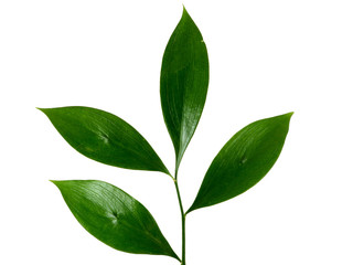 Leaves