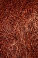 Fur 005