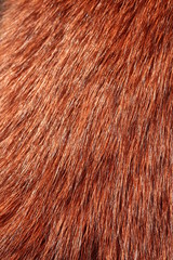 Fur 004