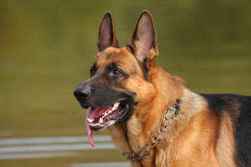 My German Shepherd