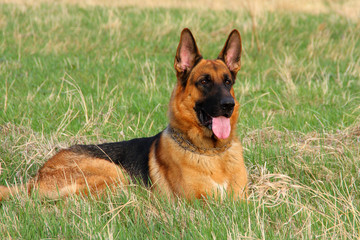 My german shepherd