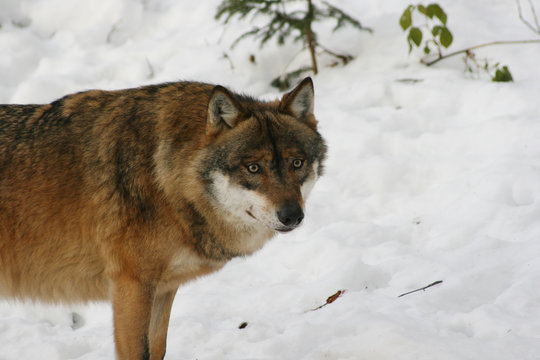 Wolf