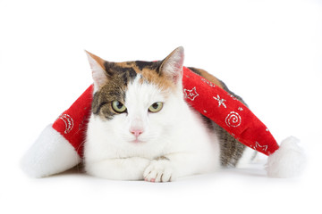 spotted cat and a santa hat, isolated