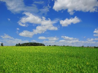 meadow and forest
