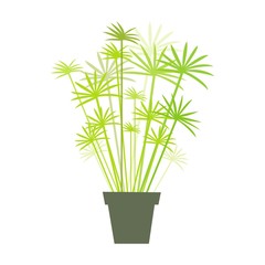 papyrus en pot