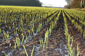 Sprösslinge auf einem landwirtschaftlichem Feld