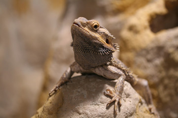 Bartagame
