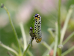 Breitfüßige Birkenblattwespe - Larve