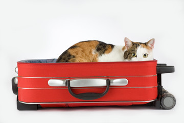 spotted cat in the suitcase, isolated
