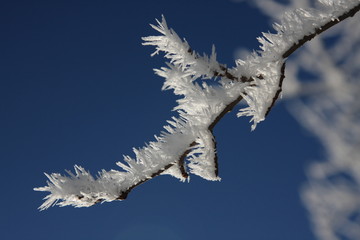 Aiguilles de givre