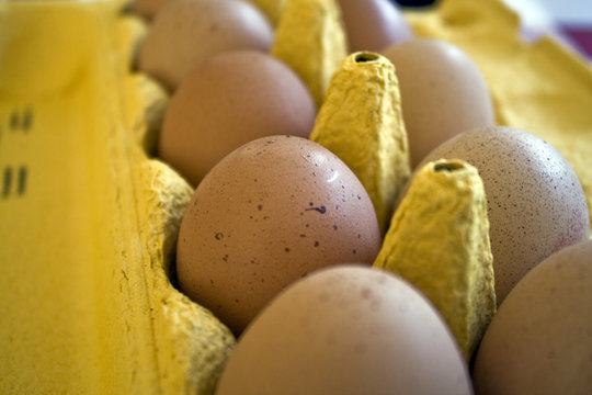 Eierkaton