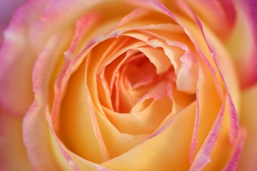 Orange rose flower macro detail in soft light