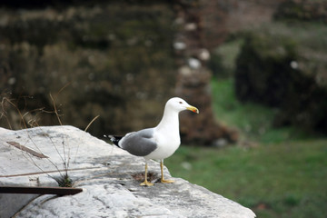 Fototapeta premium Gabbiano Romano 1
