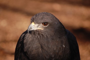 Golden Eagle
