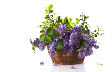 Blossoming lilac in a basket