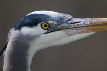 Great blue heron