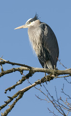 Naklejka premium Perched Great Blue Heron