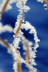 hoarfrost