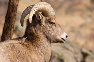 Obraz premium Bighorn Sheep