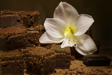 Chocolate Fudge Brownies