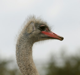 Fototapeta premium Ostrich head