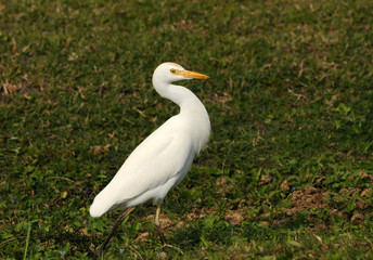 Cattle egret
