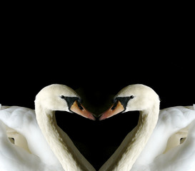 Love Swans