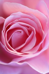 Fototapeta na wymiar Pink rose flower macro detail in soft light