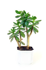 Fototapeta premium Succulent plant in flowerpot