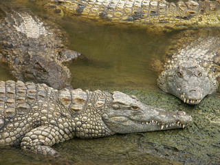crocodiles