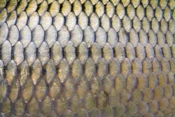 big carp scales close up as a background