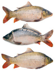 three big fat carps collection isolated on white background