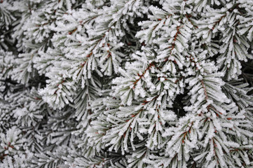 Pine covered with frozen snow