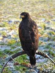 Hawk of falconer on steel roped bench