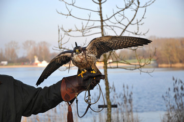 Falconer with hooded bird of prey on falconers hand