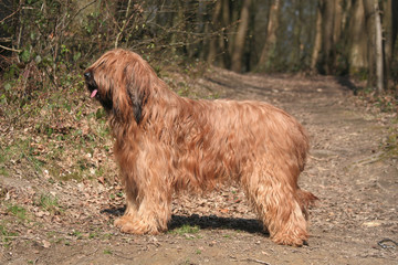 Briard marron de profil © Dogs