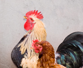 cockerel and hen
