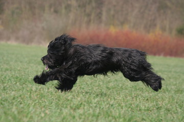 Berger de Brie de profil en pleine course