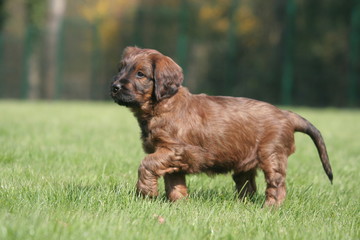 Petit Briard marchant seul dans la campagne © Dogs