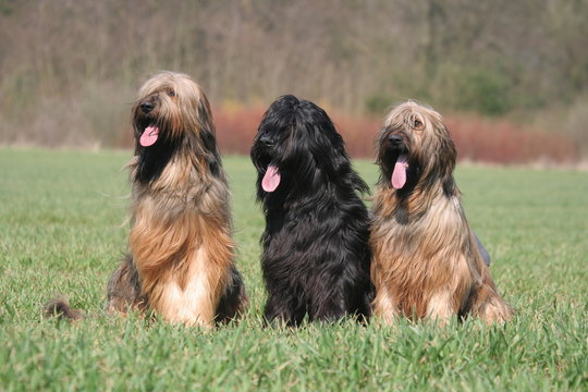 Trio de langues pendantes