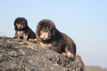Fototapeta premium la maman dogue du tibet avec son chiot grimpés sur un rocher