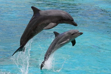 Dolfijnen springen © Duncan Noakes