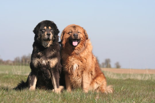 deux adultes dogue du tibet noir feu et dor&eacute;