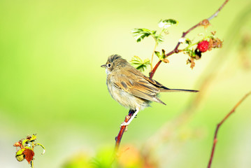 lsmall bird
