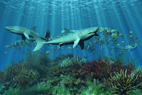 Requins