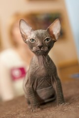 Sphinx Kitten 5