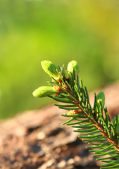 Green spruce